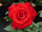 Ruža veľkokvetá Grande Amore, v črepníku 4l Rosa Grande Amore