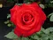 Ruža veľkokvetá Grande Amore, v črepníku 4l Rosa Grande Amore