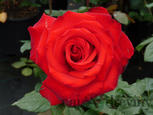 Ruža veľkokvetá Grande Amore, v črepníku 4l Rosa Grande Amore