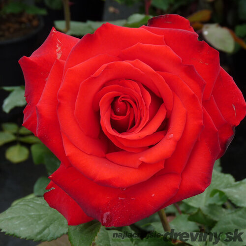 Ruža veľkokvetá Grande Amore, v črepníku 4l Rosa Grande Amore