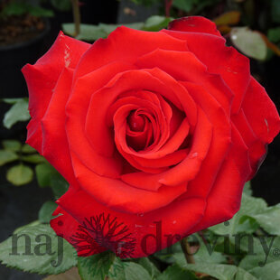Ruža veľkokvetá Grande Amore, v črepníku 4l Rosa Grande Amore