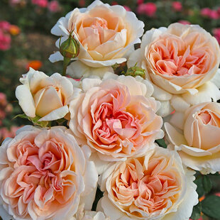 Ruža veľkokvetá Grossherzogin Luise, v črepníku 6l Rosa Grossherzogin Luise