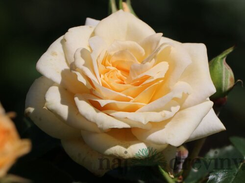 Ruža veľkokvetá Honeymilk 60/80 cm v črepníku 3 l Rosa Honeymilk