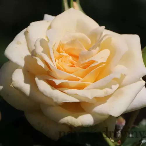Ruža veľkokvetá Honeymilk 60/80 cm v črepníku 3 l Rosa Honeymilk