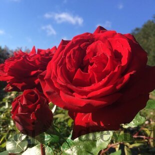 Ruža veľkokvetá Ingrid Bergmann, v črepníku 4l Rosa Ingrid Bergmann