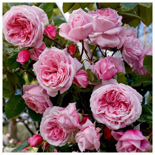 Ruža veľkokvetá Kiss me Kate v črepníku 7l Rosa Kiss me Kate