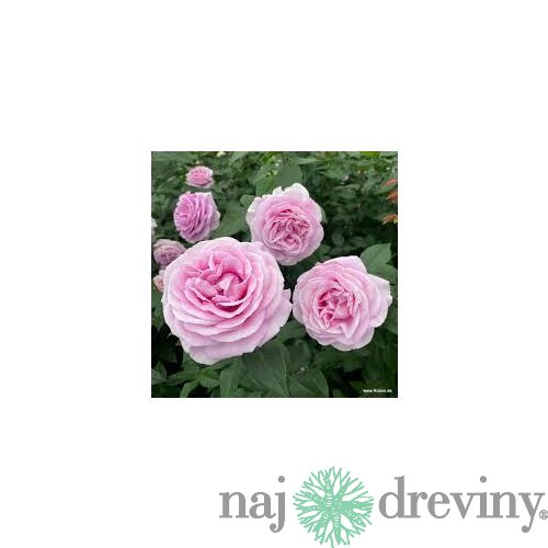 Ruža veľkokvetá Konigin Marie, v črepníku 6l Rosa Konigin Marie