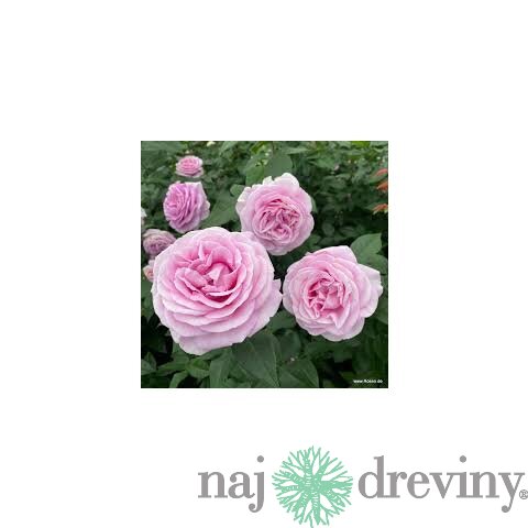 Ruža veľkokvetá Konigin Marie, v črepníku 6l Rosa Konigin Marie