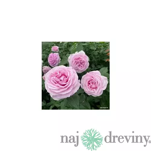 Ruža veľkokvetá Konigin Marie, v črepníku 6l Rosa Konigin Marie