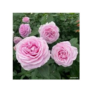 Ruža veľkokvetá Konigin Marie, v črepníku 6l Rosa Konigin Marie