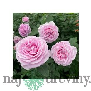 Ruža veľkokvetá Konigin Marie, v črepníku 6l Rosa Konigin Marie