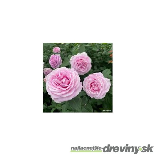 Ruža veľkokvetá Konigin Marie, v črepníku 6l Rosa Konigin Marie