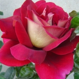 Ruža veľkokvetá Kronenburg červeno-biela, v črepníku 2l Rose Kronenburg