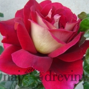 Ruža veľkokvetá Kronenburg červeno-biela, v črepníku 2l Rose Kronenburg