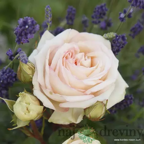 Ruža veľkokvetá Madame Anisette, v črepníku 6l Rosa Madame Anisette