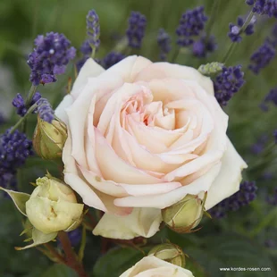 Ruža veľkokvetá Madame Anisette, v črepníku 6l Rosa Madame Anisette