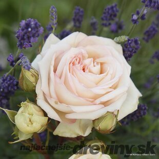 Ruža veľkokvetá Madame Anisette, v črepníku 6l Rosa Madame Anisette