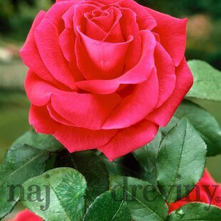 Ruža veľkokvetá - malinová HANNE 30/50 cm v črepníku 5l Rosa Hanne