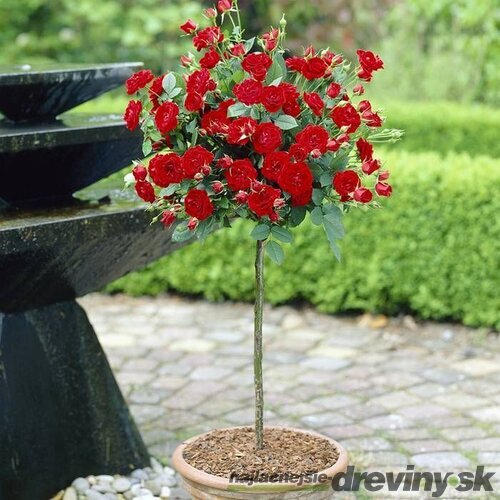 Ruža veľkokvetá - malinová HANNE na kmienku 100/120 cm črepníku 7l Rosa Hanne