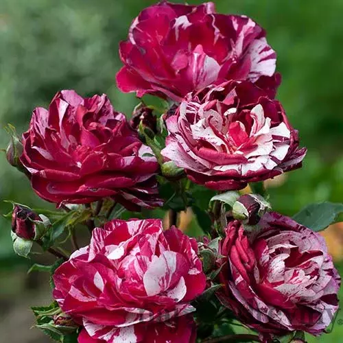 Ruža veľkokvetá New Imagine, v črepníku 4l Rosa New Imagine