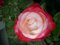 Ruža veľkokvetá Nostalgie® - 45/55 cm bordovo-biela, v črepníku Rosa “Nostalgie“®