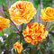 Ruža veľkokvetá Oranges and Lemons, v črepníku 4l Rosa Oranges and Lemons