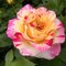 Ruža veľkokvetá oranžová Desse, v črepníku 2l Rosa Desse