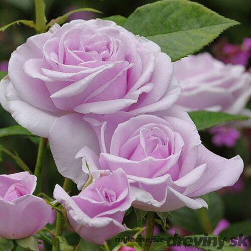 Ruža veľkokvetá Pacific Blue 60/80 cm v črepníku 3 l Rosa Pacific Blue