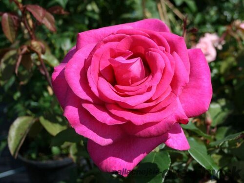 Ruža veľkokvetá Parole, v črepníku 15l Rosa Parole