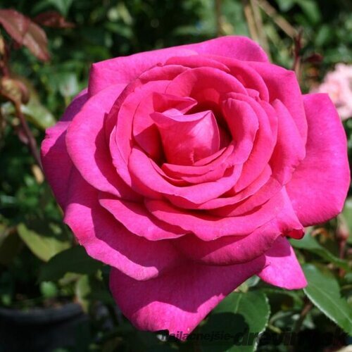 Ruža veľkokvetá Parole, v črepníku 4l Rosa Parole
