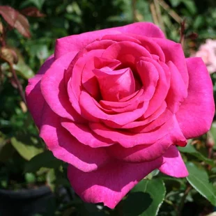 Ruža veľkokvetá Parole, v črepníku 4l Rosa Parole
