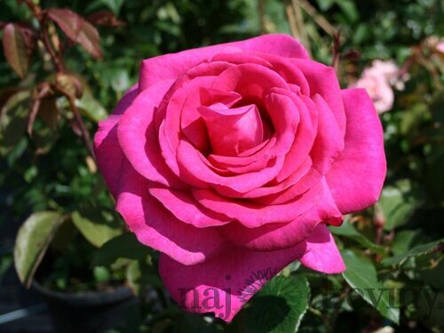 Ruža veľkokvetá Parole, v črepníku 4l Rosa Parole