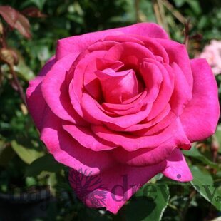 Ruža veľkokvetá Parole, v črepníku 4l Rosa Parole