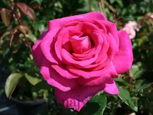Ruža veľkokvetá Parole, v črepníku 4l Rosa Parole