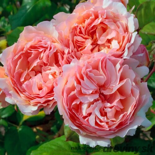 Ruža veľkokvetá Princesse Charlene de Monaco 60/80 cm v črepníku 3 l Rosa Princesse Charlene de Monaco