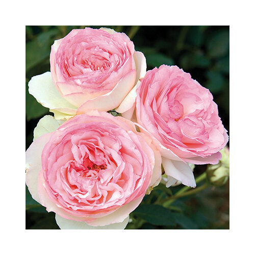 Ruža veľkokvetá ružová Eden 60/80 cm, v črepníku 3l Rosa Eden