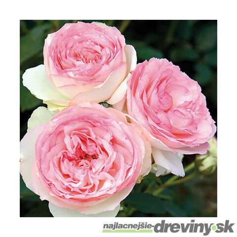 Ruža veľkokvetá ružová Eden 60/80 cm, v črepníku 3l Rosa Eden