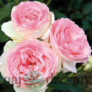 Ruža veľkokvetá ružová Eden 60/80 cm, v črepníku 3l Rosa Eden