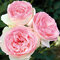 Ruža veľkokvetá ružová Eden 60/80 cm, v črepníku 3l Rosa Eden