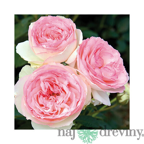 Ruža veľkokvetá ružová Eden 60/80 cm, v črepníku 3l Rosa Eden