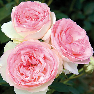 Ruža veľkokvetá ružová Eden 60/80 cm, v črepníku 3l Rosa Eden