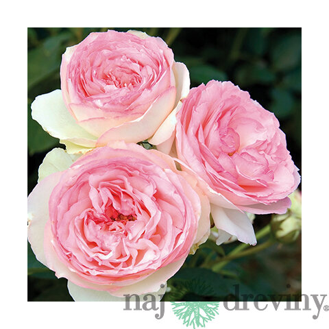 Ruža veľkokvetá ružová Eden 60/80 cm, v črepníku 3l Rosa Eden