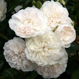 Ruža veľkokvetá Sea Foam, v črepníku Rosa Sea Foam