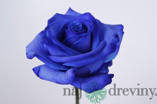 Ruža veľkokvetá The Blue, v črepníku 4l Rosa The Blue