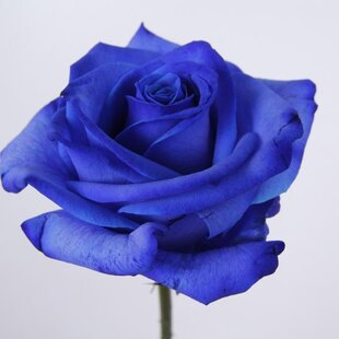 Ruža veľkokvetá The Blue, v črepníku 4l Rosa The Blue