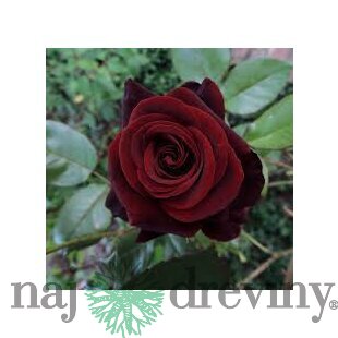 Ruža veľkokvetá Witchcraft 60/80 cm v črepníku 3 l Rosa Witchcraft