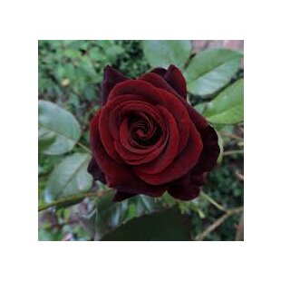 Ruža veľkokvetá Witchcraft 60/80 cm v črepníku 3 l Rosa Witchcraft