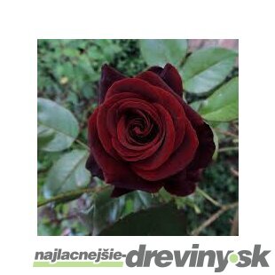 Ruža veľkokvetá Witchcraft 60/80 cm v črepníku 3 l Rosa Witchcraft