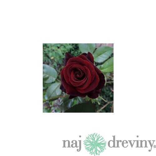 Ruža veľkokvetá Witchcraft 60/80 cm v črepníku 3 l Rosa Witchcraft