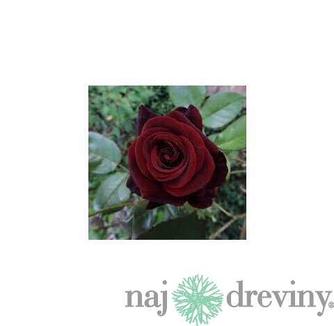 Ruža veľkokvetá Witchcraft 60/80 cm v črepníku 3 l Rosa Witchcraft